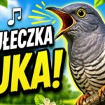 KUKUŁECZKA KUKA disco polo 2026 teledysk official video